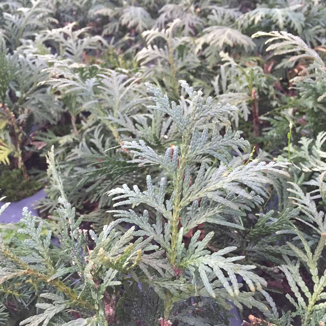 Closeup of the dark green foliage of Nigra Dark Green arborvitae